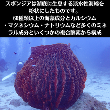 画像をギャラリービューアに読み込む, スポンジア(スピキュール/微細針)原料 3g