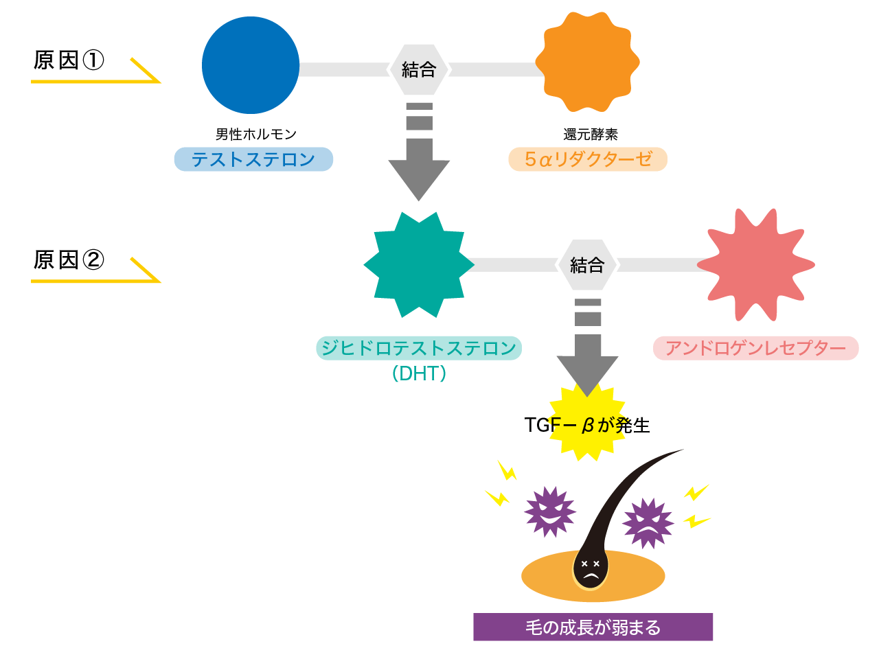 アンドロゲンレセプター（受容体）とは？AGAとの関係性は？