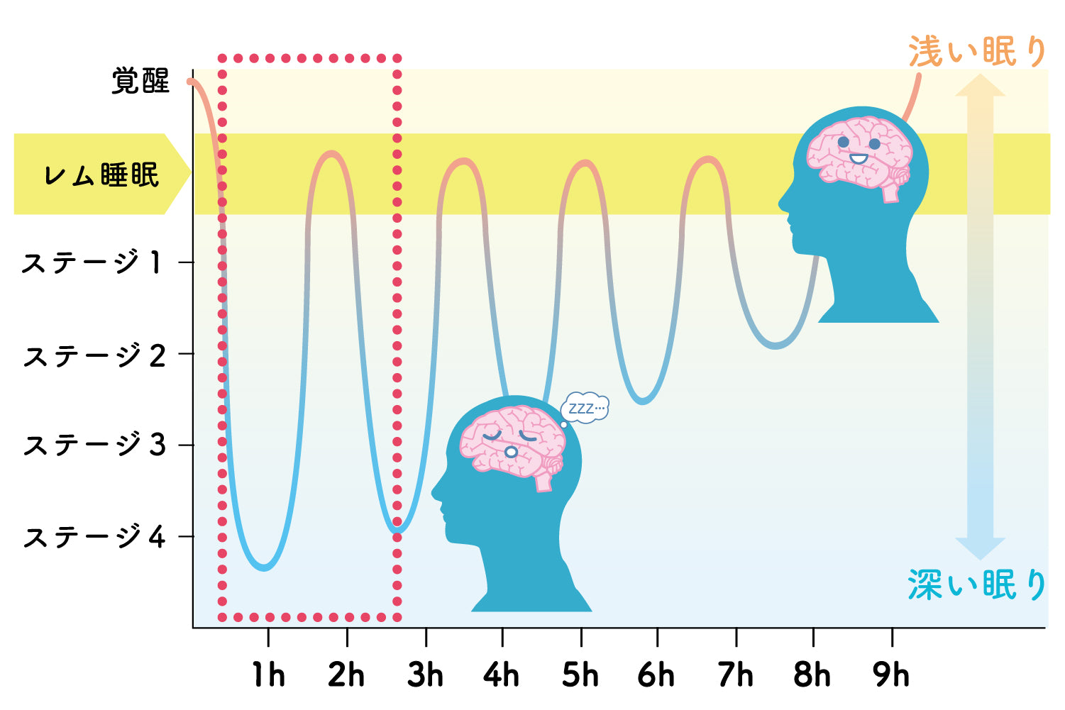 睡眠不足は薄毛になる？睡眠は○時間取るべし！