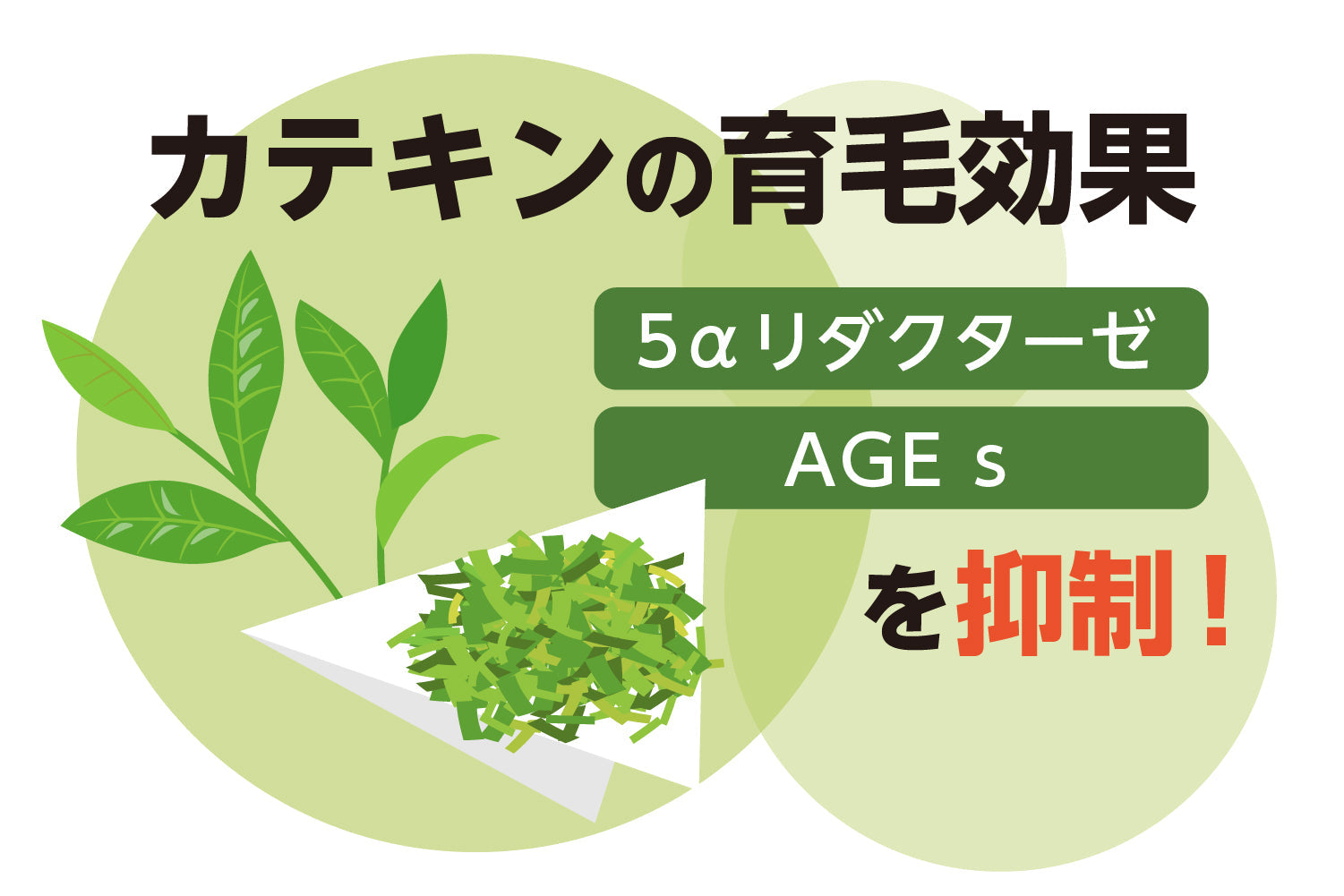 お茶の育毛効果とは？万能成分「カテキン」が薄毛を改善！