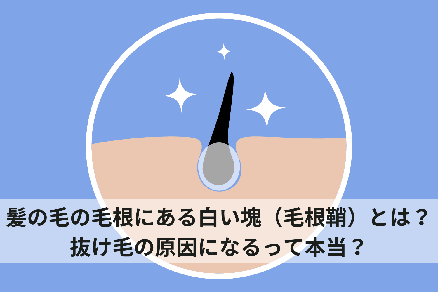 髪の毛の毛根にある白い塊（毛根鞘）とは？抜け毛の原因になるって本当？