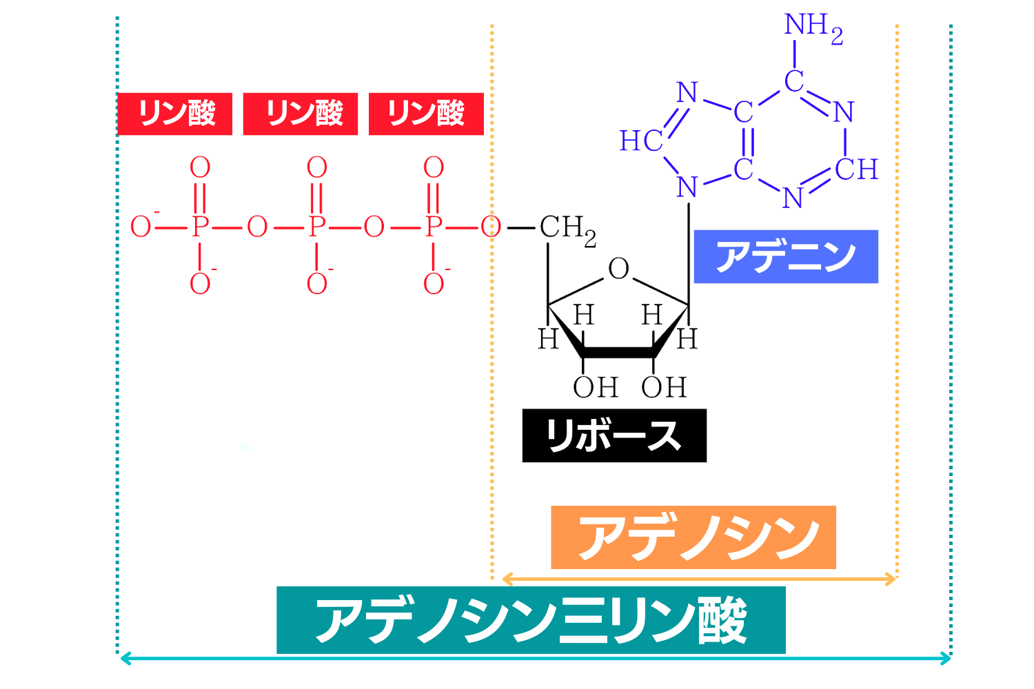 アデノシン三リン酸の育毛効果とは?おすすめの食べ物3選! Lix 公式オンラインショップ アデノシン三リン酸の育毛効果とは?おすすめの食べ物3選! Lix 公式オンラインショップ