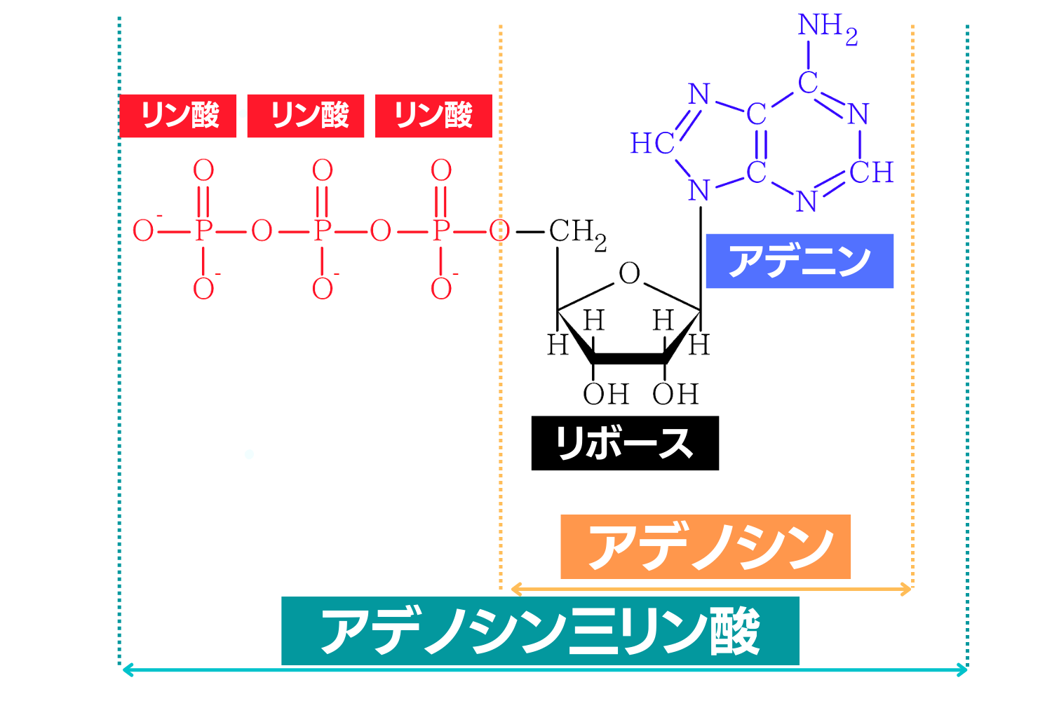 アデノシン三リン酸の育毛効果とは？おすすめの食べ物３選！